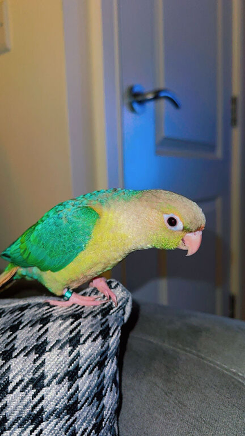 Extremely cuddly tame conures