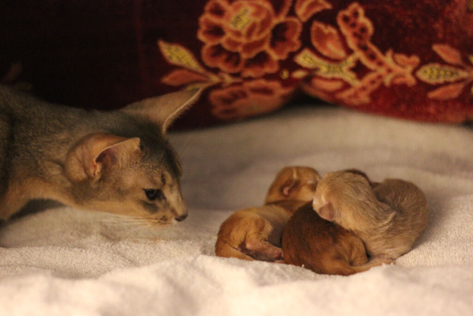 Adorable Abyssinian Kittens &ndash; Ready After 5th June