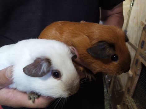 Californian boys looking for new home