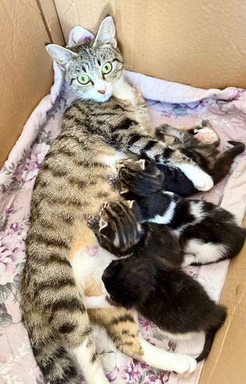 Absolutely gorgeous kittens girl & boy