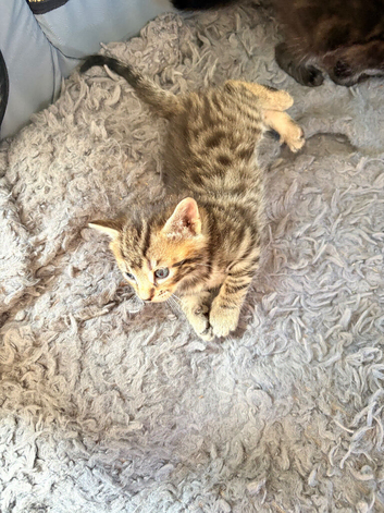Kittens