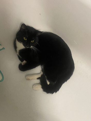 Tuxedo Cat