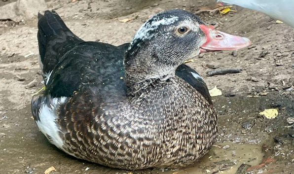 Stunning Muscovy ducklings