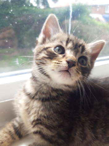 2 male kittens for sale