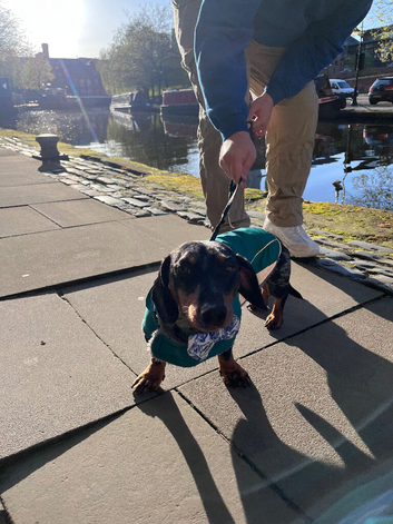 Dachshund for sale - Smokey