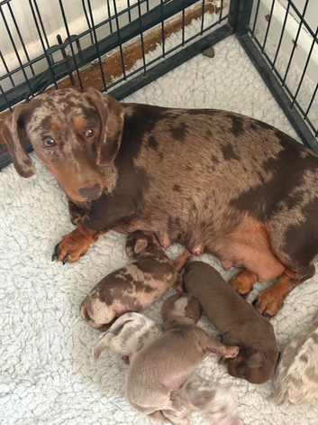 Stunning mini dauchound puppies
