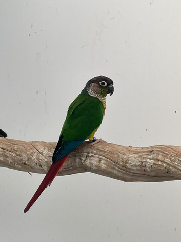 Proven breeding conure pair
