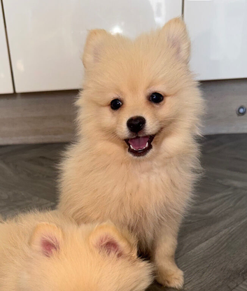 Pomeranian male puppy