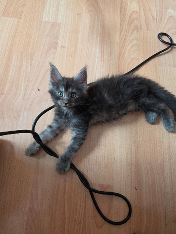 TICA REGISTERED STUNNING KITTENS