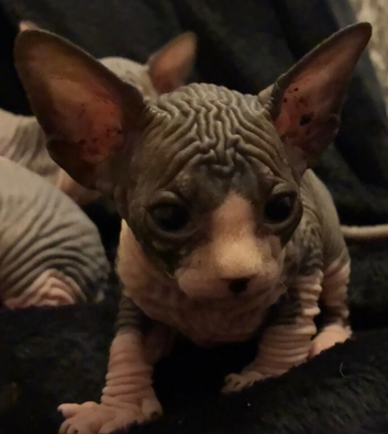 Blue and cream Canadian sphynx