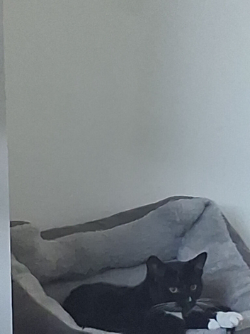 2 cat brothers