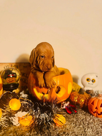 1 male KC Hungarian Vizsla puppy