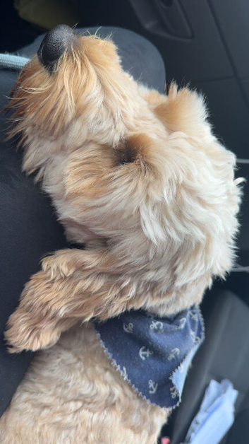 Adult Cockapoo
