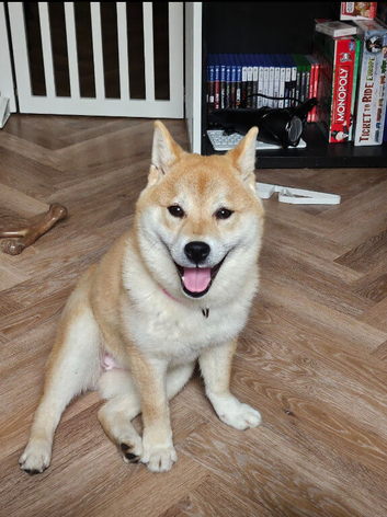1 year old female shiba inu