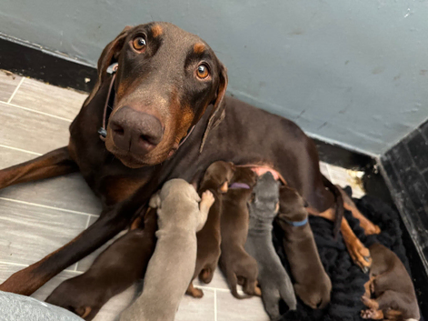 RKC Dobermans