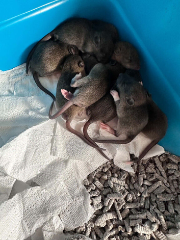 Top ear Baby rats for sale 12 pups