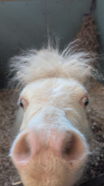 Cremello 2 year old colt