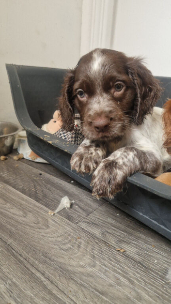 Here is the last  little pup rolo