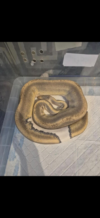Female champagne pied royal