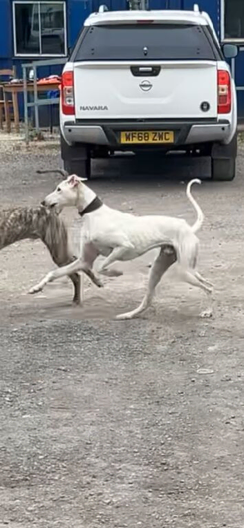 Saluki grey , shrek x skeletor