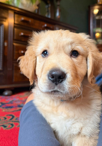 Beautiful Golden Boy READY TO LEAVE