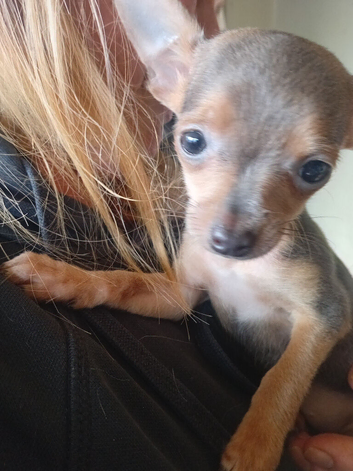 Deposit has been paid on gray puppy and other two have been removed will update accordingly by the 1st June if the gray one was collected or not