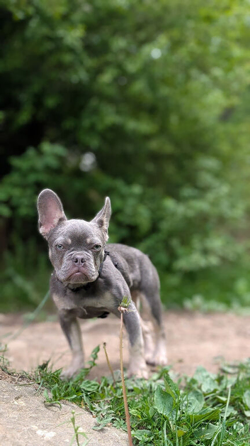 Stunning Frenchie