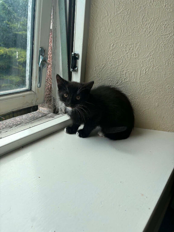 Kittens for sale