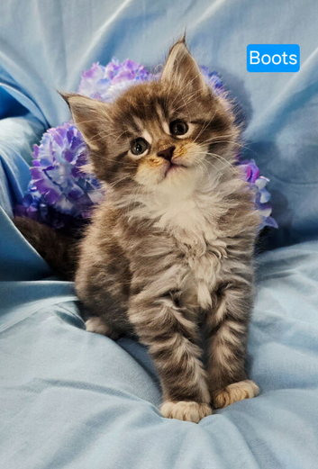4 mainecoon babies ready 17/10/26