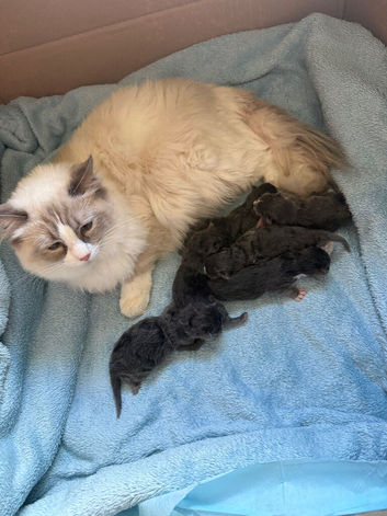 Ragcoon Kittens