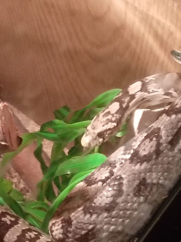 Corn snake for sale