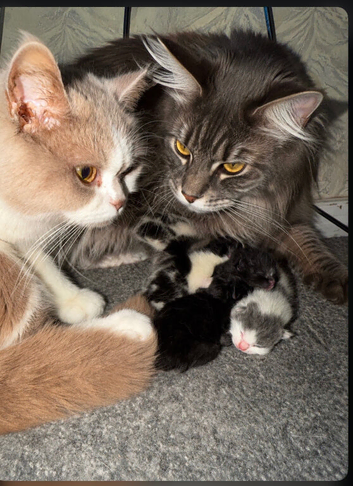 British short hair kittens mix exel Maine coon