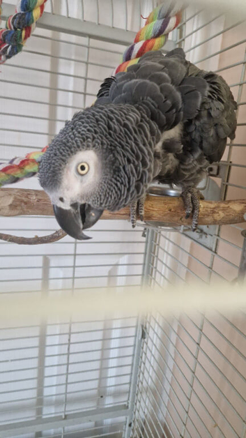 African grey