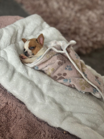 Chihuahua puppy
