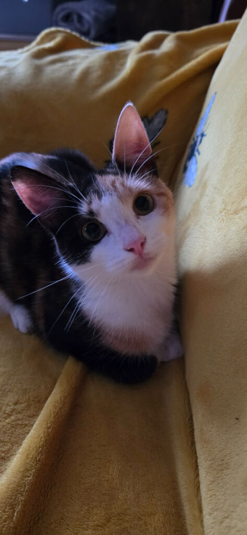 Calico girl