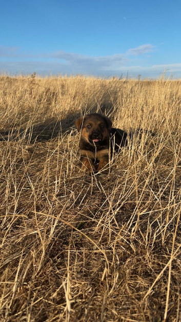 10 week old rotweiler cross German shepherd