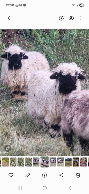 Swiss Valais Black Nose Wethers