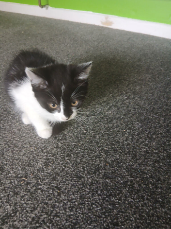 Female kitten