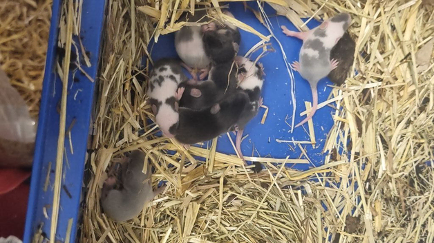Baby mice for sale