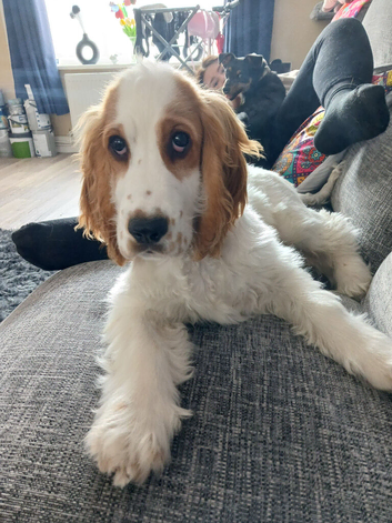 Cocker spaniel