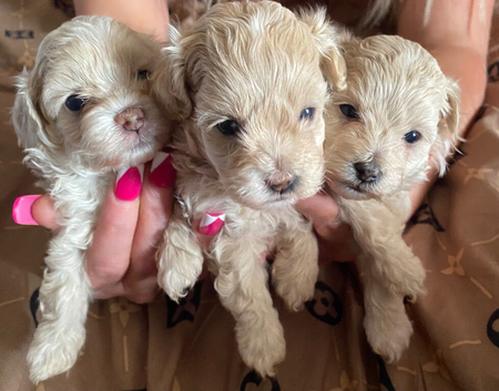 Toy maltipoo puppies forever homes only