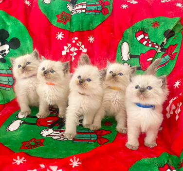 Ragdoll kittens