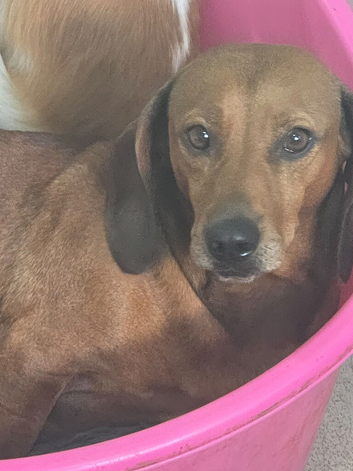 Standard dachshund bitch