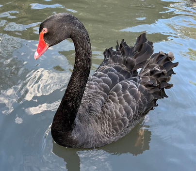 Black Swan Hatching Eggs