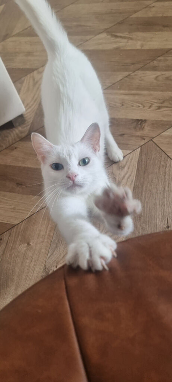white cats of the breed Turkish Angora