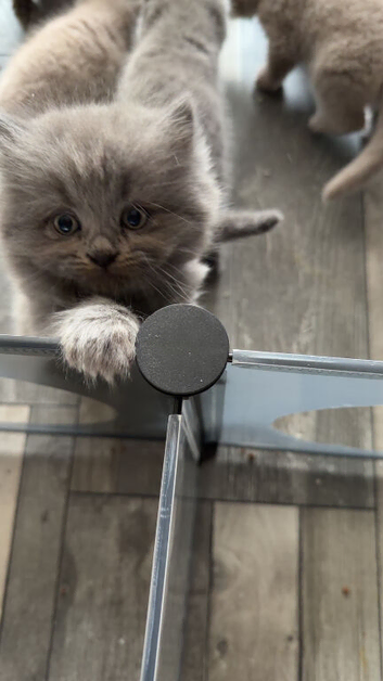 British short hair kittens