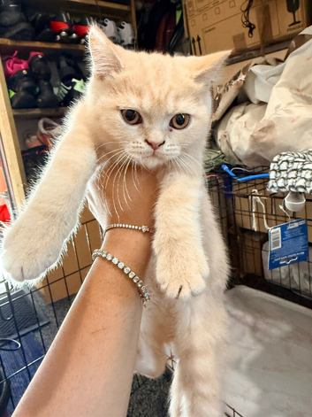 British shorthair make