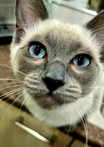 Beautiful Ragdoll girl