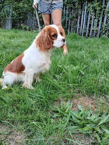 Cavalier king charles spaniel kc registered 18 months old
