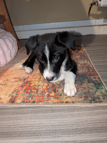 Male border collie